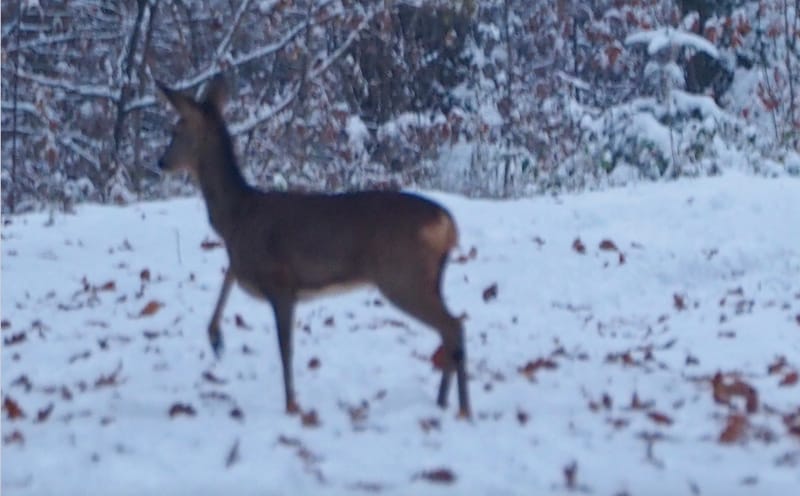 Une promenade en forêt un jour d'hiver !