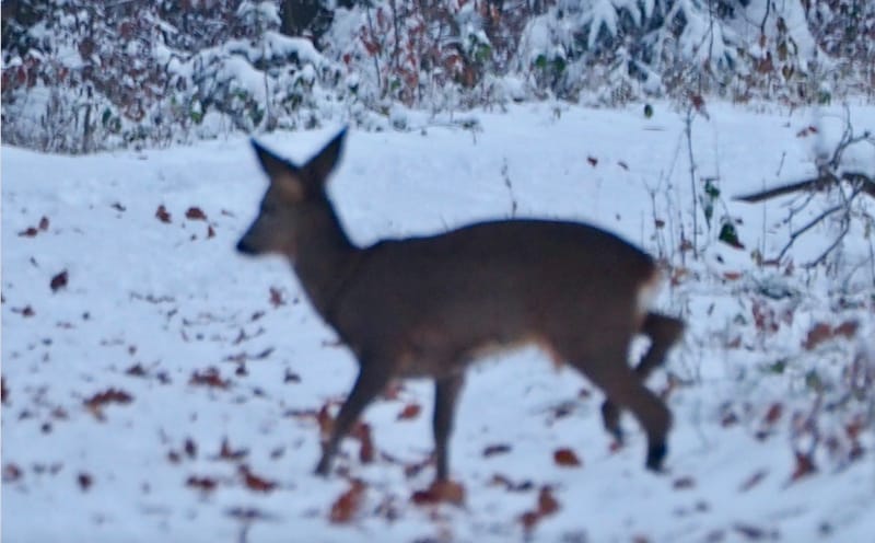 Une promenade en forêt un jour d'hiver !