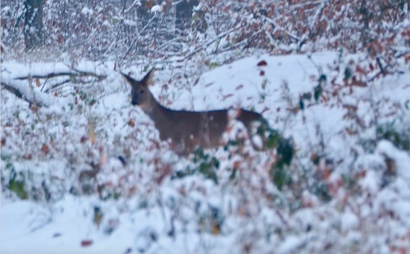 Une promenade en forêt un jour d'hiver !