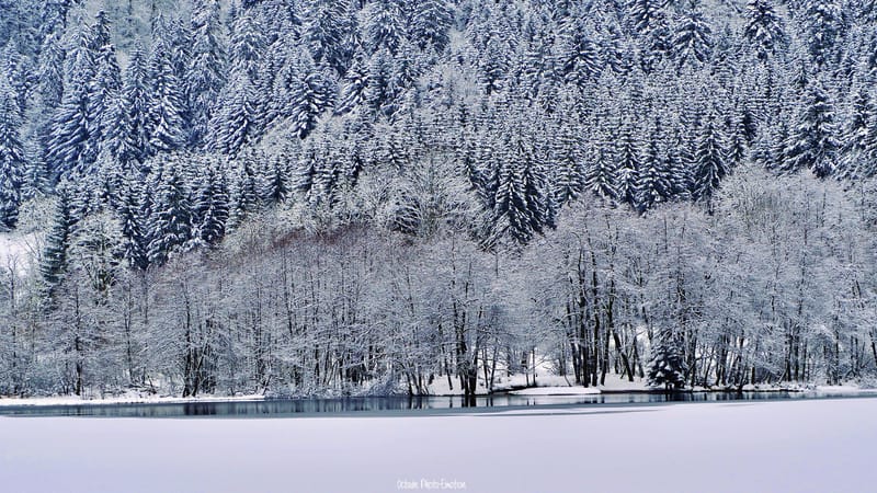 C'est l'hiver sans parfums ni chants ...