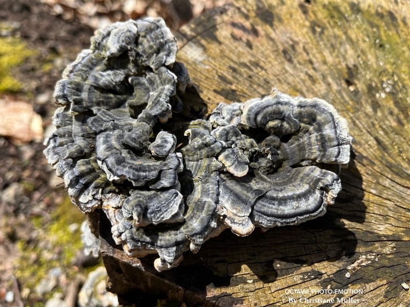 Qu'est-ce que l'homme dans la nature ?