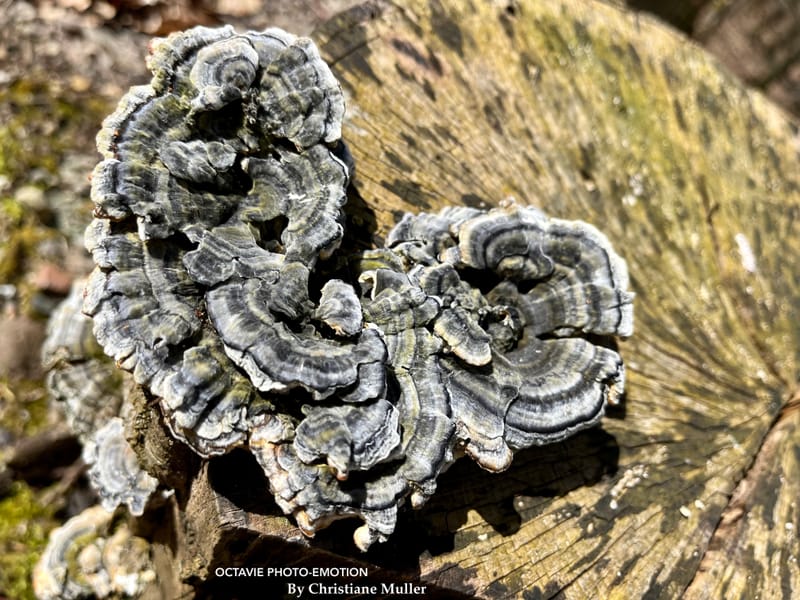 Qu'est-ce que l'homme dans la nature ?