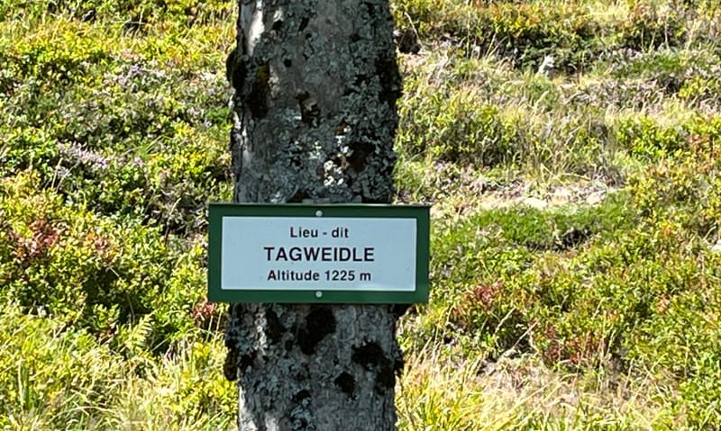 Pâturage de montagne