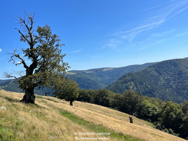 Pâturage de montagne