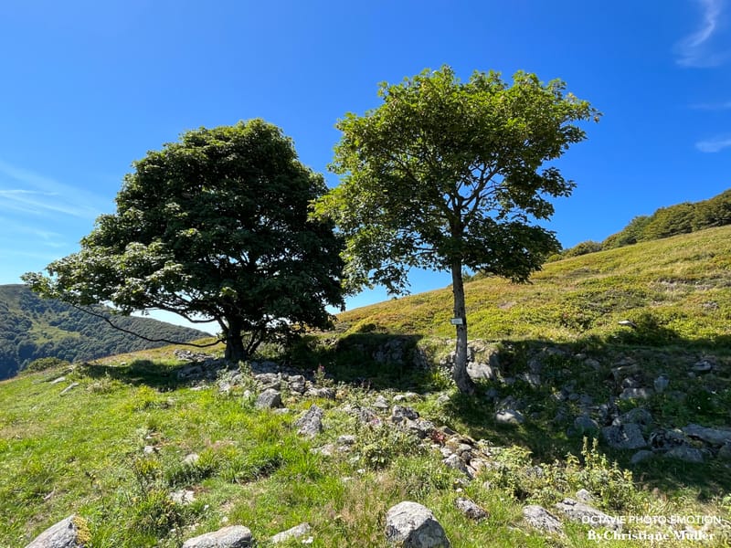 Pâturage de montagne
