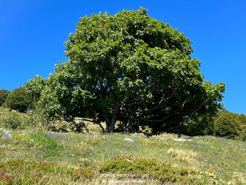 Pâturage de montagne