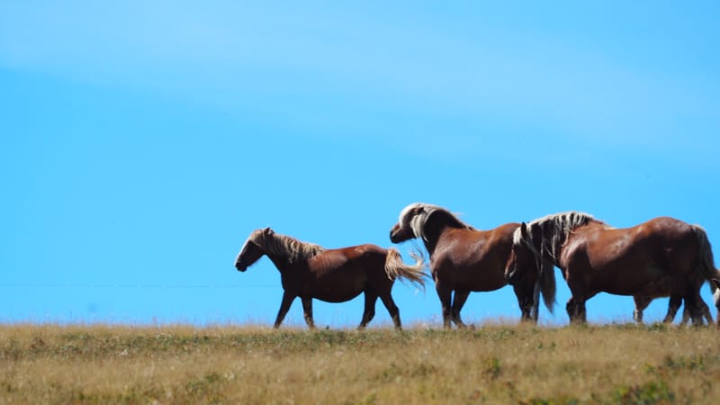Les animaux ne manquent jamais de naturel !