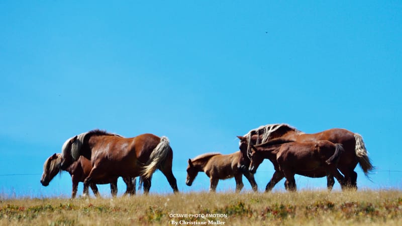 Les animaux ne manquent jamais de naturel !