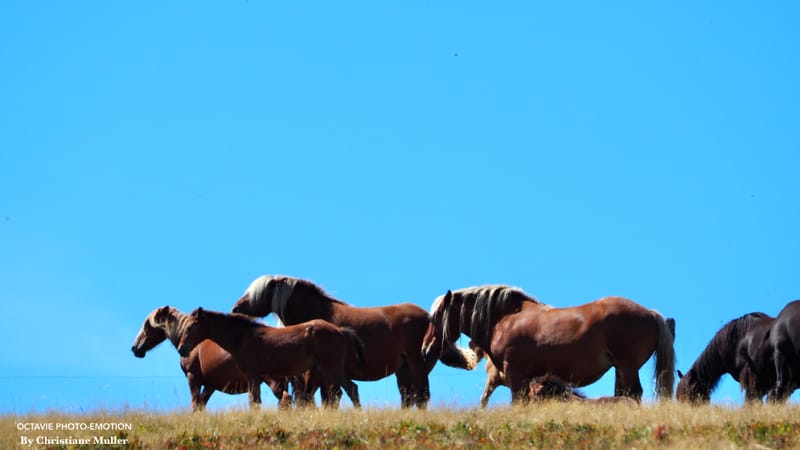 Les animaux ne manquent jamais de naturel !