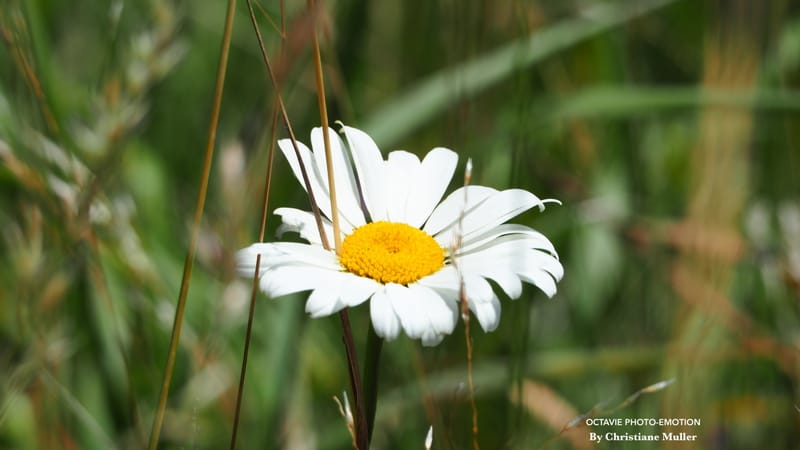 Ambiance champêtre