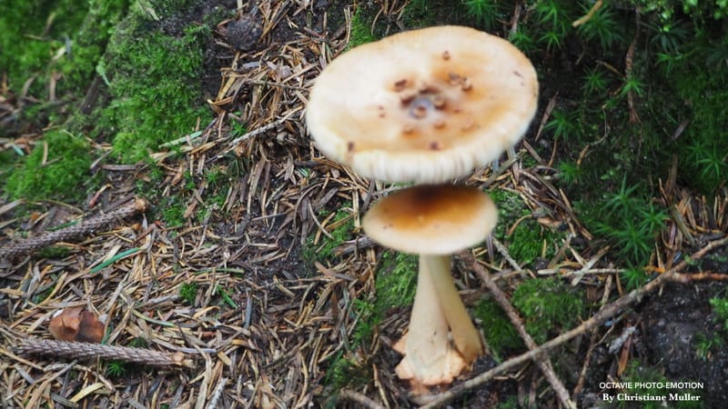 Les champignons ressemblent aux péchés : pour les déguster, il faut prendre des risques.*