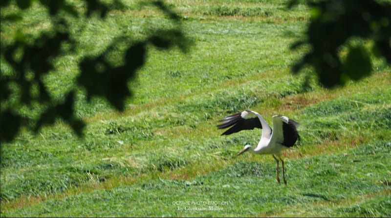 La cigogne d'Alsace