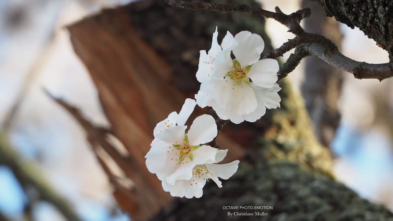 LA NATURE AU PRINTEMPS