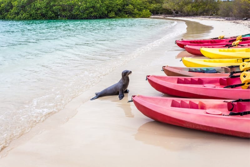 KAYAKING IN TINTORERAS