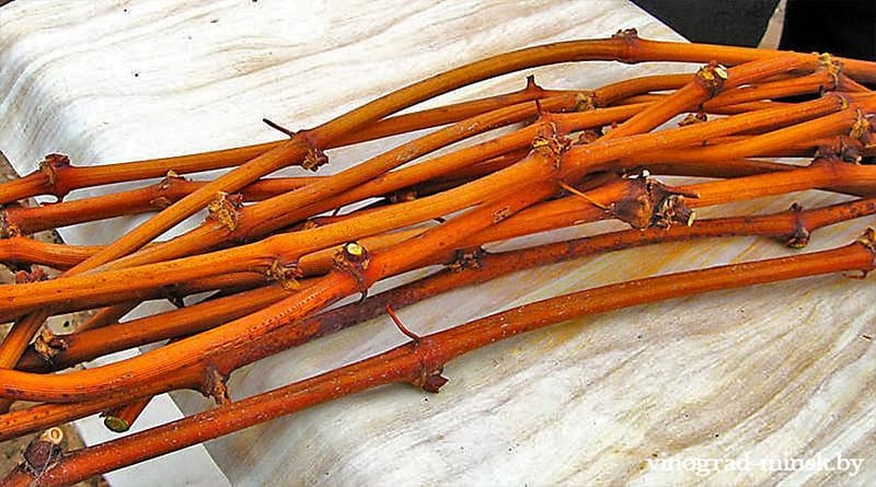 ЧЕРЕНКИ ВИНОГРАДА