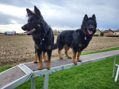 Meine Zuchtziele image