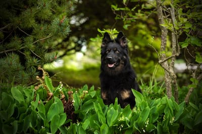 Meine Zuchtziele image