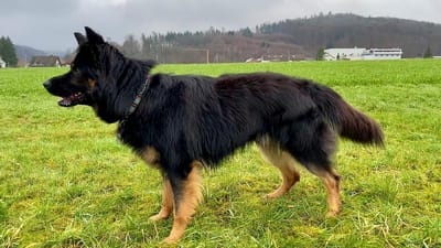 Wurfplanung 2022 image