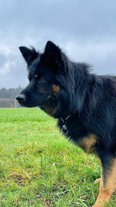 Wurfplanung 2022 image