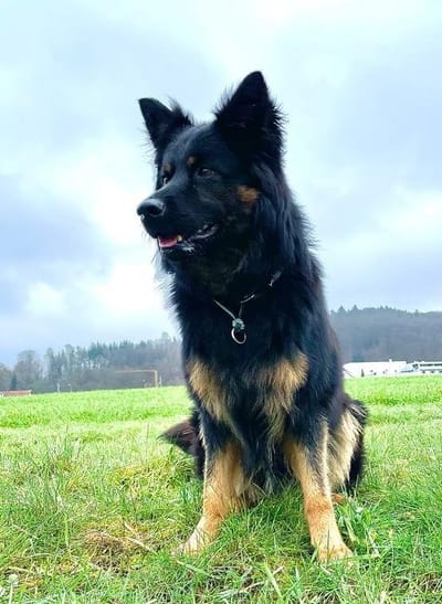 Wurfplanung 2022 image