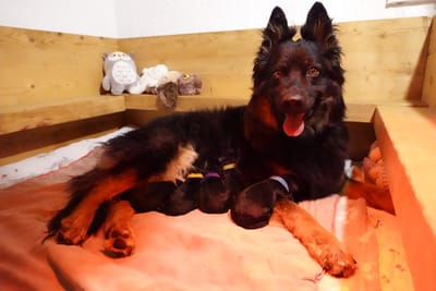  Trächtigkeitsverlauf B image