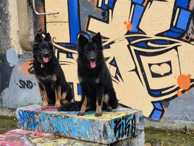 Wurfplanung 2024 image