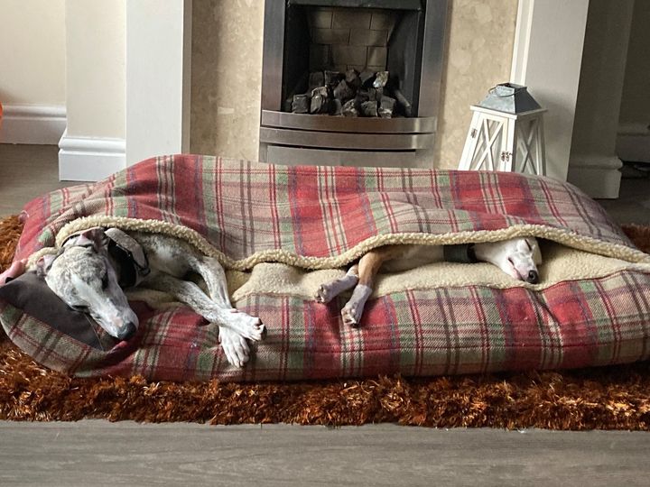 Large Deluxe Snuggle Bed