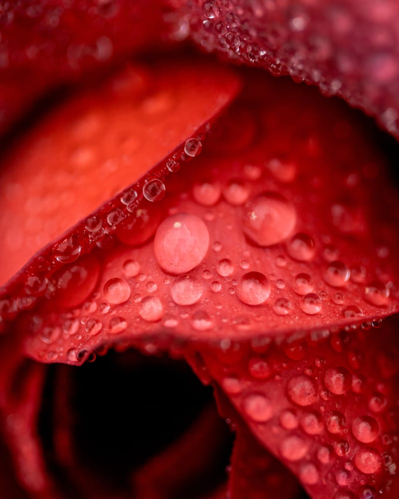 How plants open and close their "mouths"