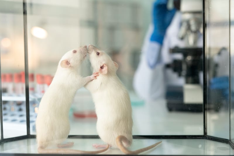 First Fetus-to-Fetus Transplant Procedure in Rats