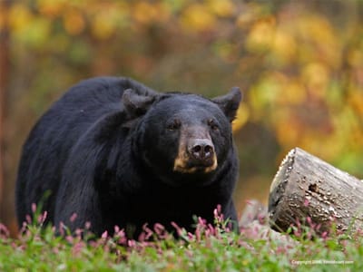 About Black Bears image