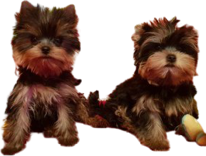 delobeyorkie