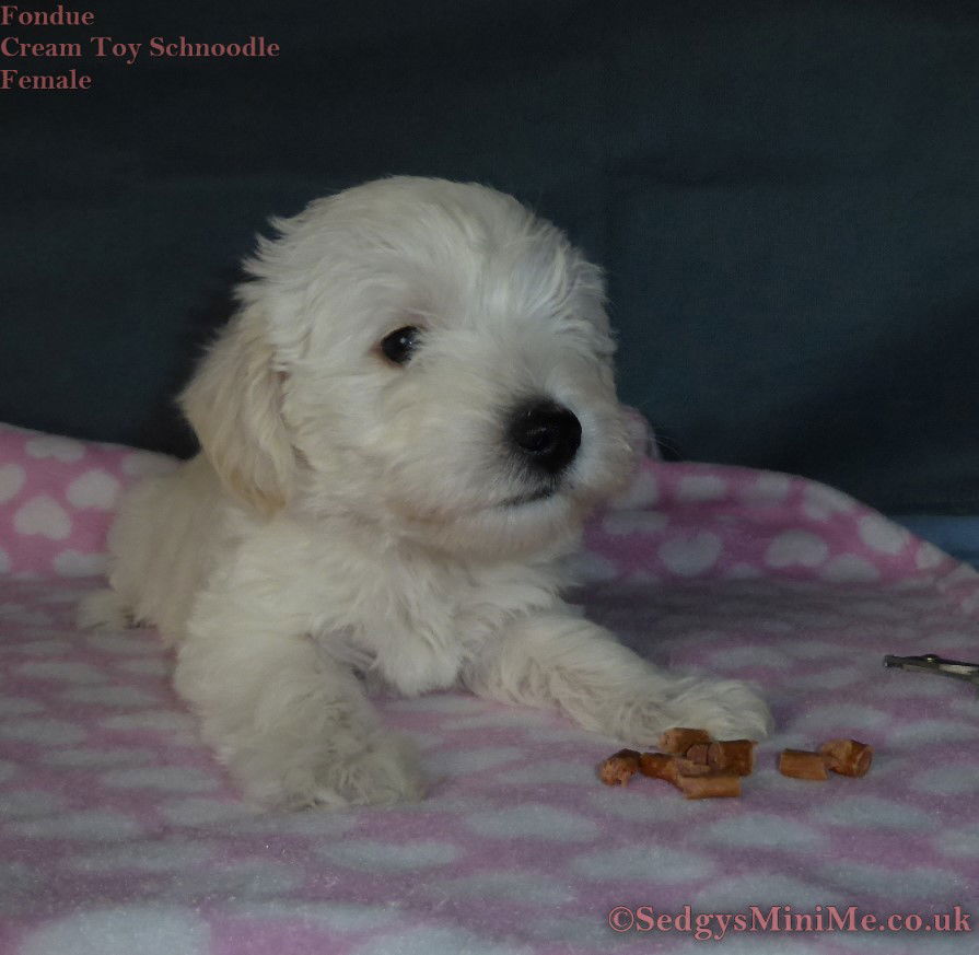 Fondue : Toy Schnoodle