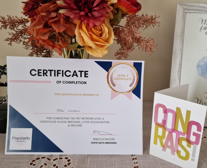 SedgysMiniMe: Qualified, Licensed Dog Breeder