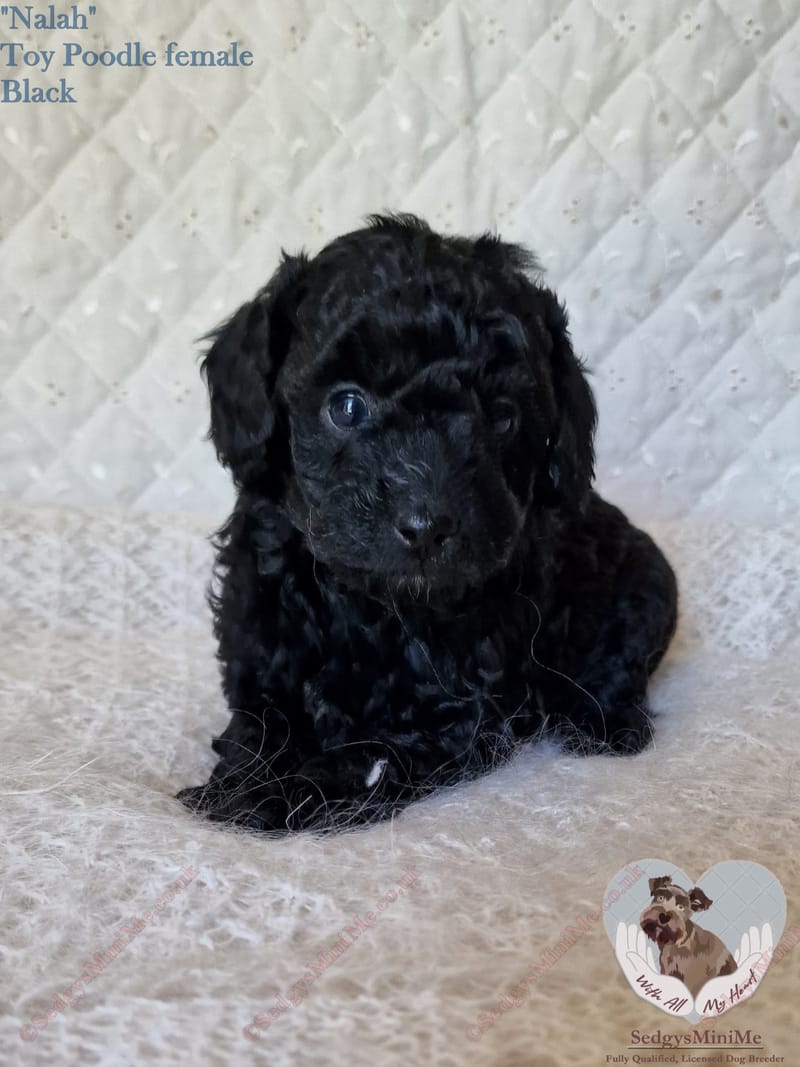 Toy Poodle