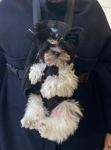 Going Shopping with a Biewer Terrier!