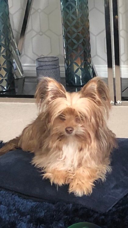 Twix, one of my BieChi pups looking very beautiful