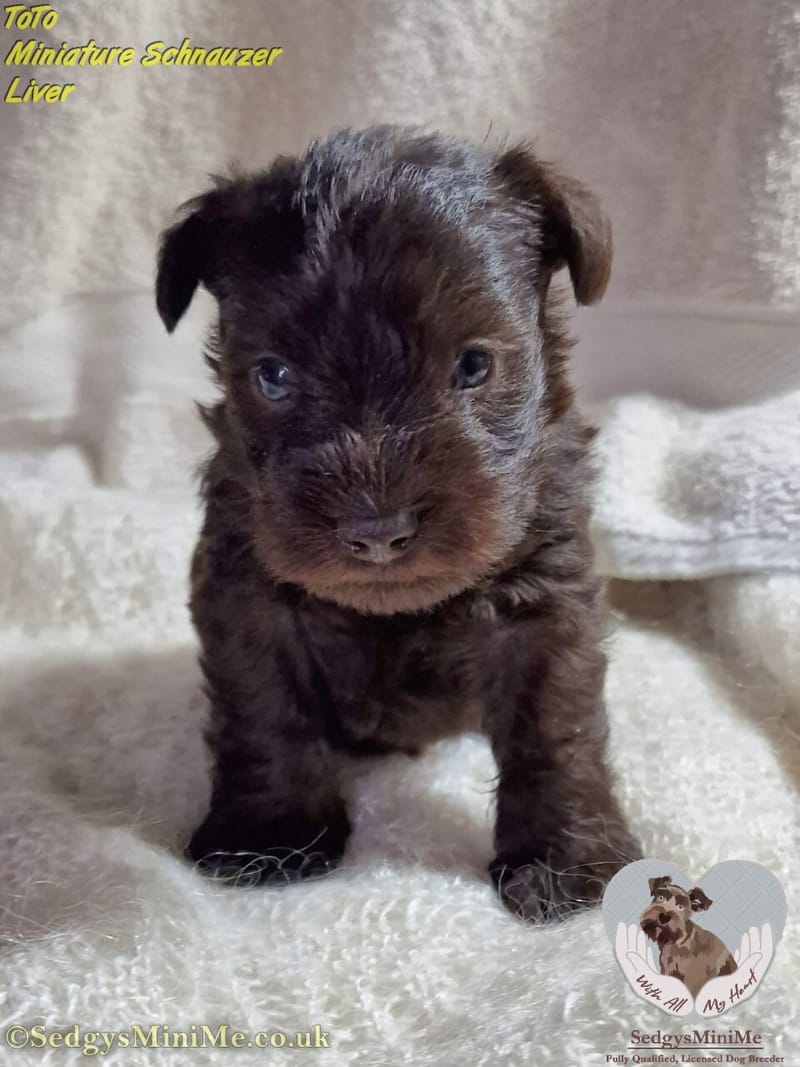 Liver Miniature Schnauzer