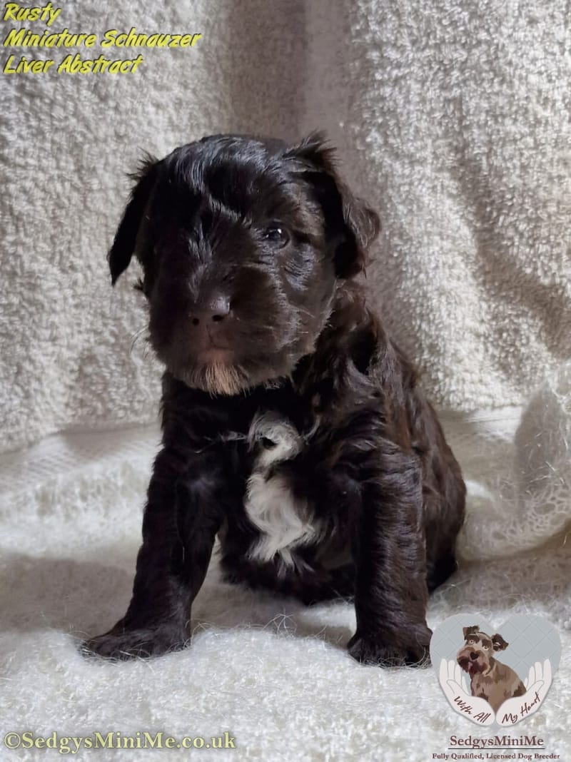 Liver Miniature Schnauzer