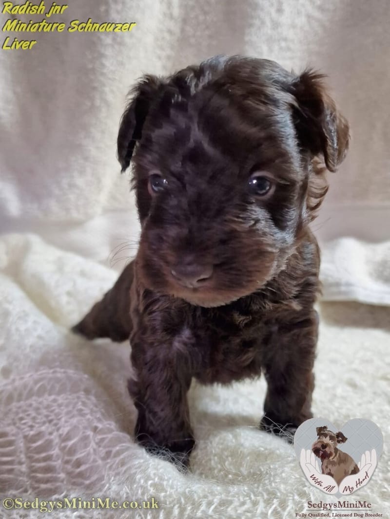 Liver Miniature Schnauzer