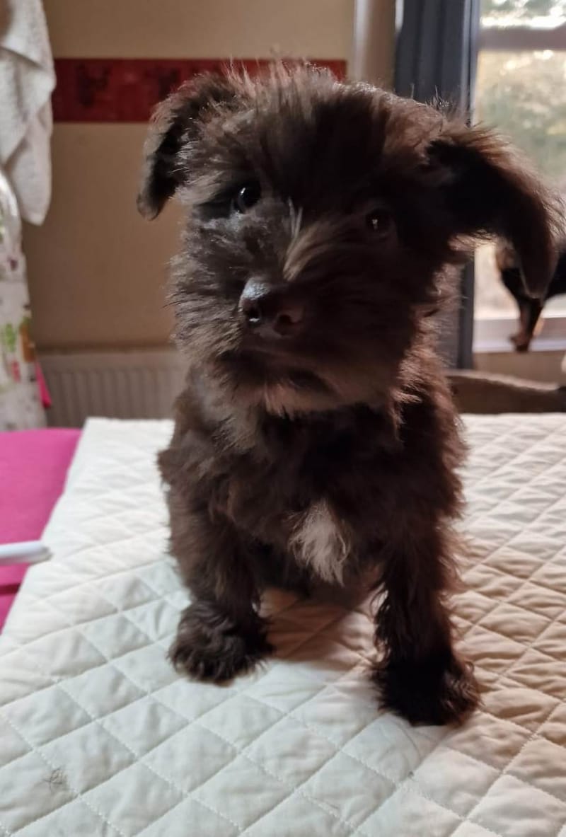 Liver Miniature Schnauzer