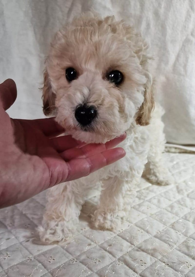 Cream Toy Poodle