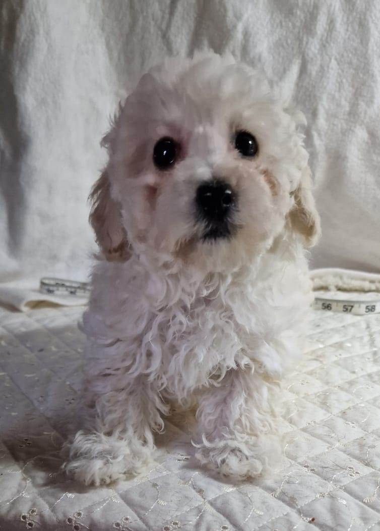 Cream Toy Poodle