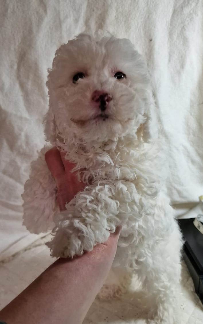 Cream Toy Poodle