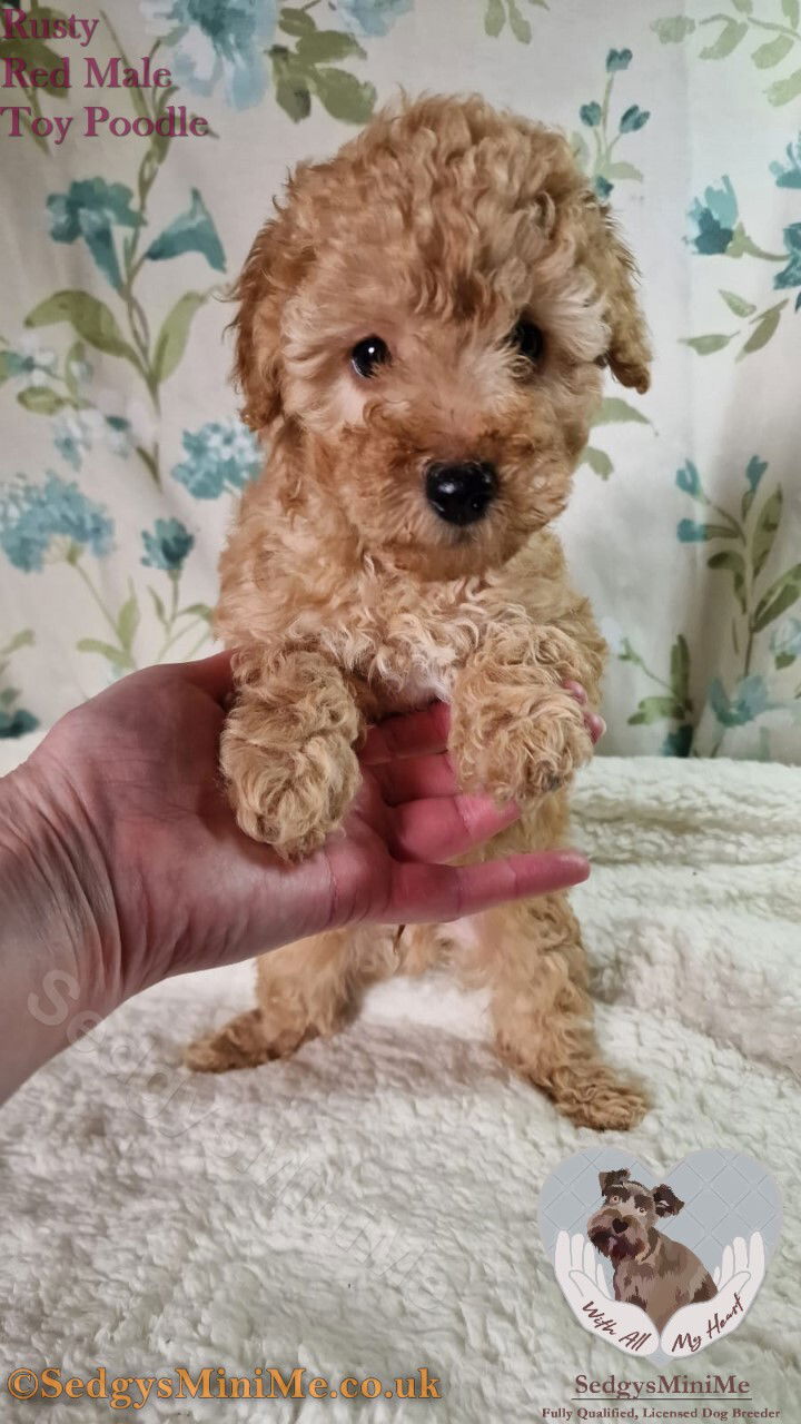 SedgysMiniMe Rusty Red Toy Poodle Puppy