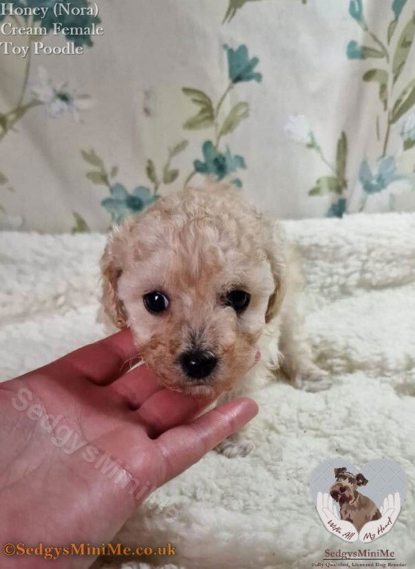 Poodle micro toy apricot best sale