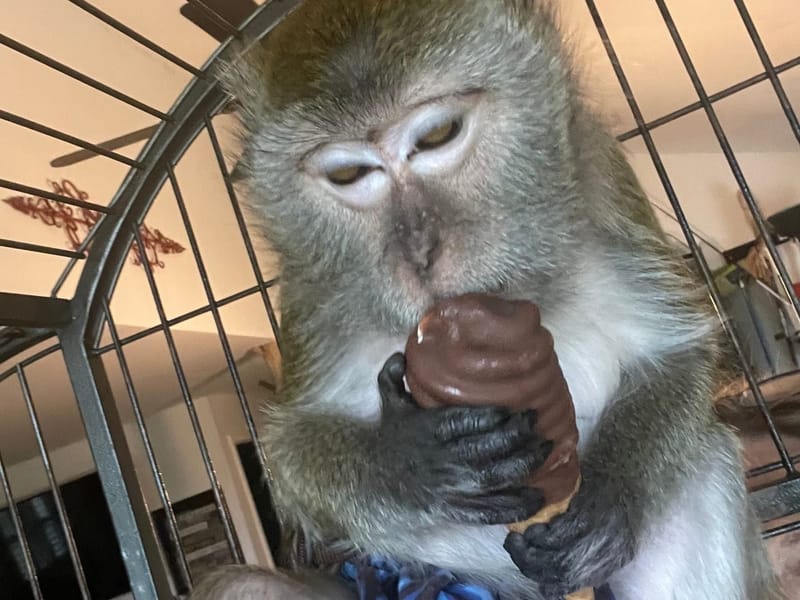 Community service and volunteer organizations