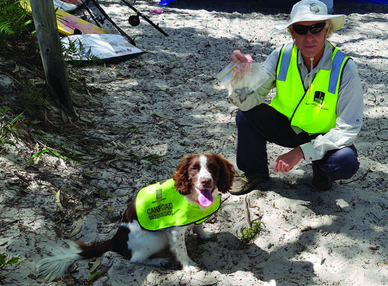 Cane toad campaign