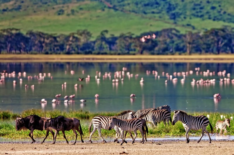 Tanzania Safaris