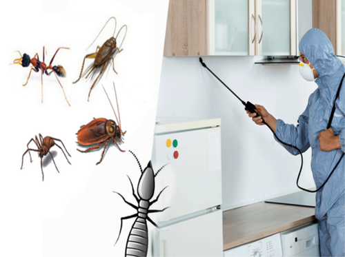 Pest Control in Sahibabad Ghaziabad