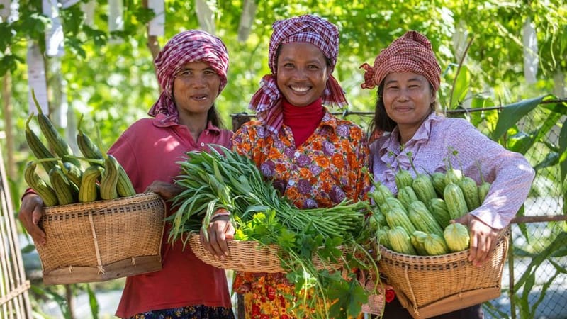 We support Khmer agriculture